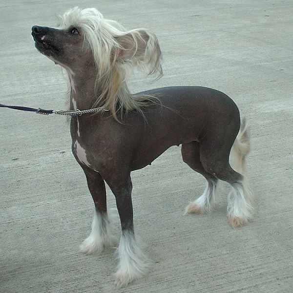 Chinese crested dog | invisible fencing | training session | dog watch