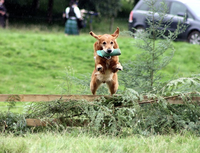Dog compliance Training | wireless dog fence training