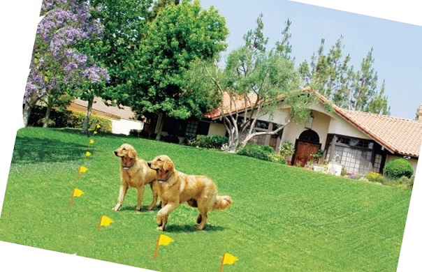 Two dogs in a yard with a boundary lined with yellow flags.