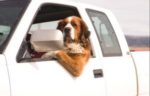 road trip with a dog and find pet friendly hotels | pet friendly | well trained dog | long trip