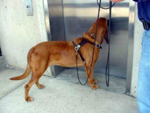 Dog sniffing elevator door | dog elevators | dog safety tips