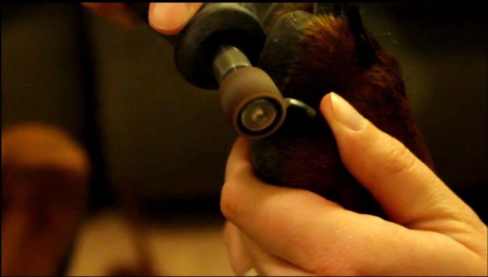 Using a nail grinder on your pet