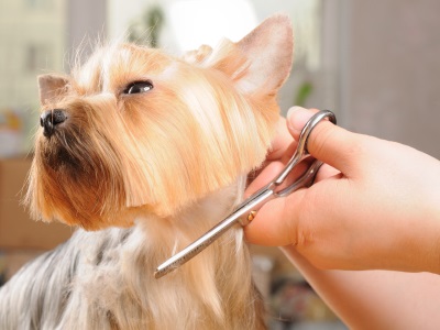  tips and tricks for dog grooming