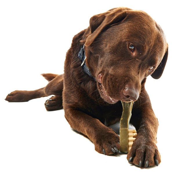 Tips For Brushing Dogs Teeth