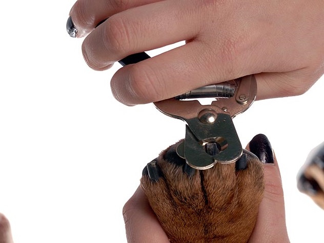 dog nail trimming: trim dog nails