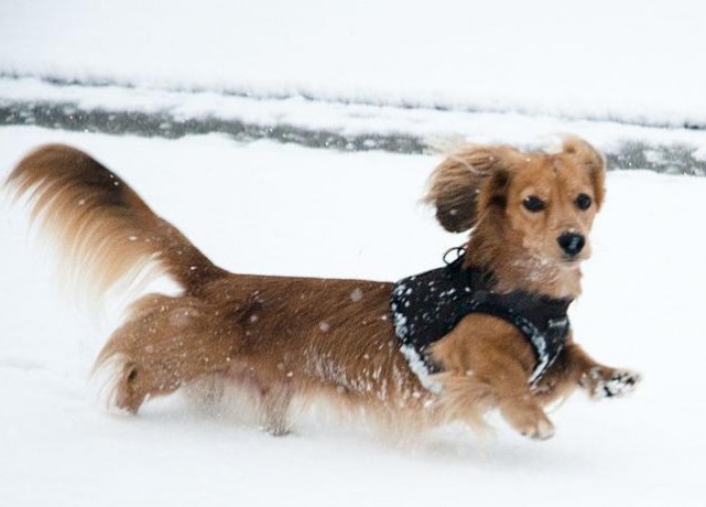 thick blanket | cold temperatures | long periods | toy poodle | dog booties