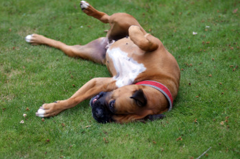 hay fever | small dog |