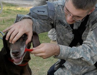tips for brushing dogs teeth | finger brushes