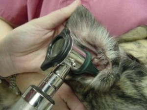 Using an otoscope to examine a dog’s external ear canal and ear drum.