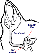 middle ear | immune system