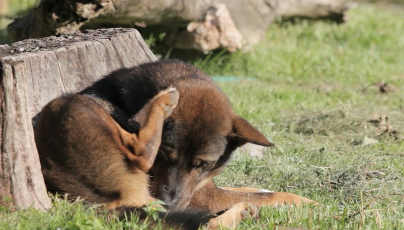 Dog cleaning itself