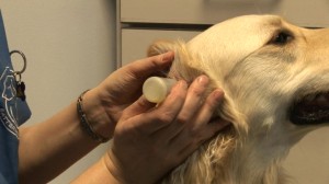 labrador retrievers | bacteria and yeast