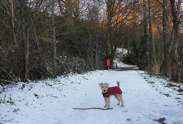 alaskan malamutes | long hair | colder weather | outside dog | pay attention | dog warm | stay warm | dog sweater | degree celsius
