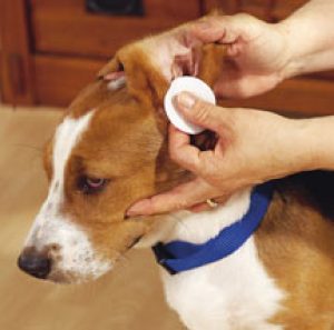 Cleaning dog ear.