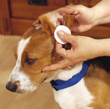 recurrent ear infection | bacterial infection | dog owners | cotton ball