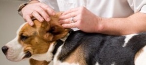 How To Treat dog Infections | ear cleaning | environmental allergies | american kennel club |