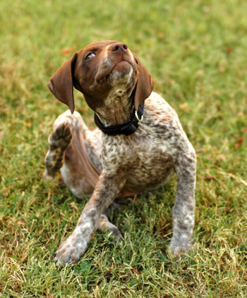 how to deal with dog allergies