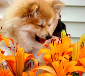 allergy shots | severe allergic reaction | allergic to dogs