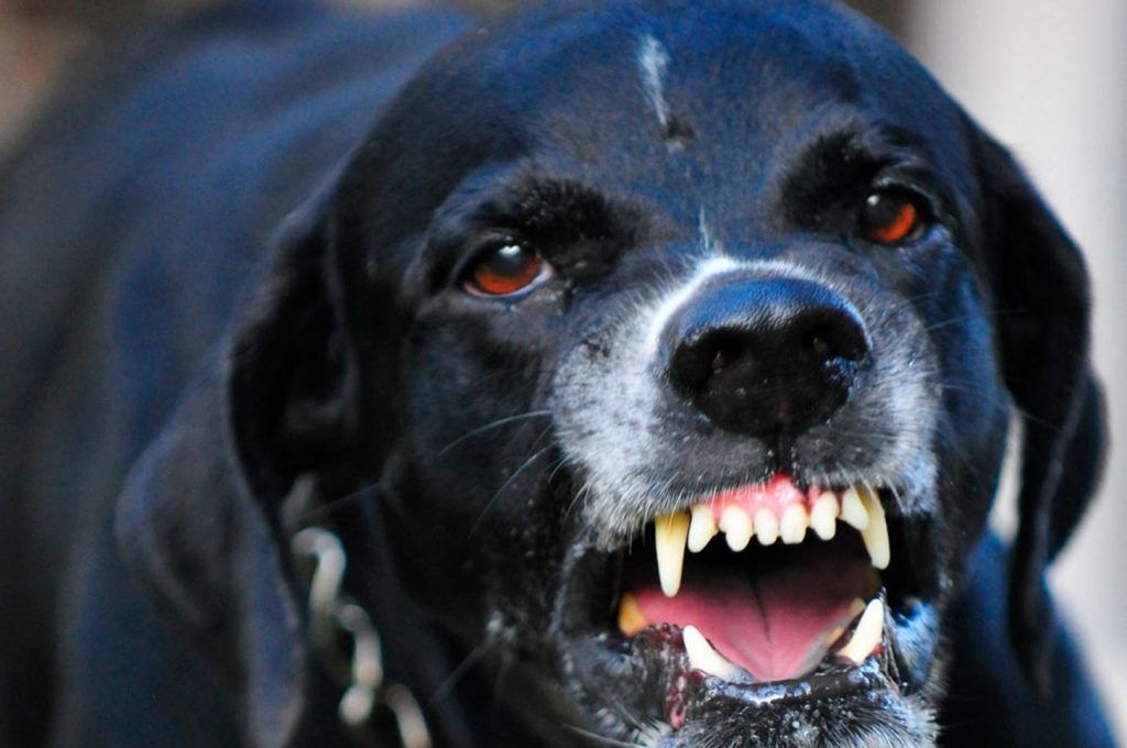 Dog Bites Child | family pet | rabies prophylaxis