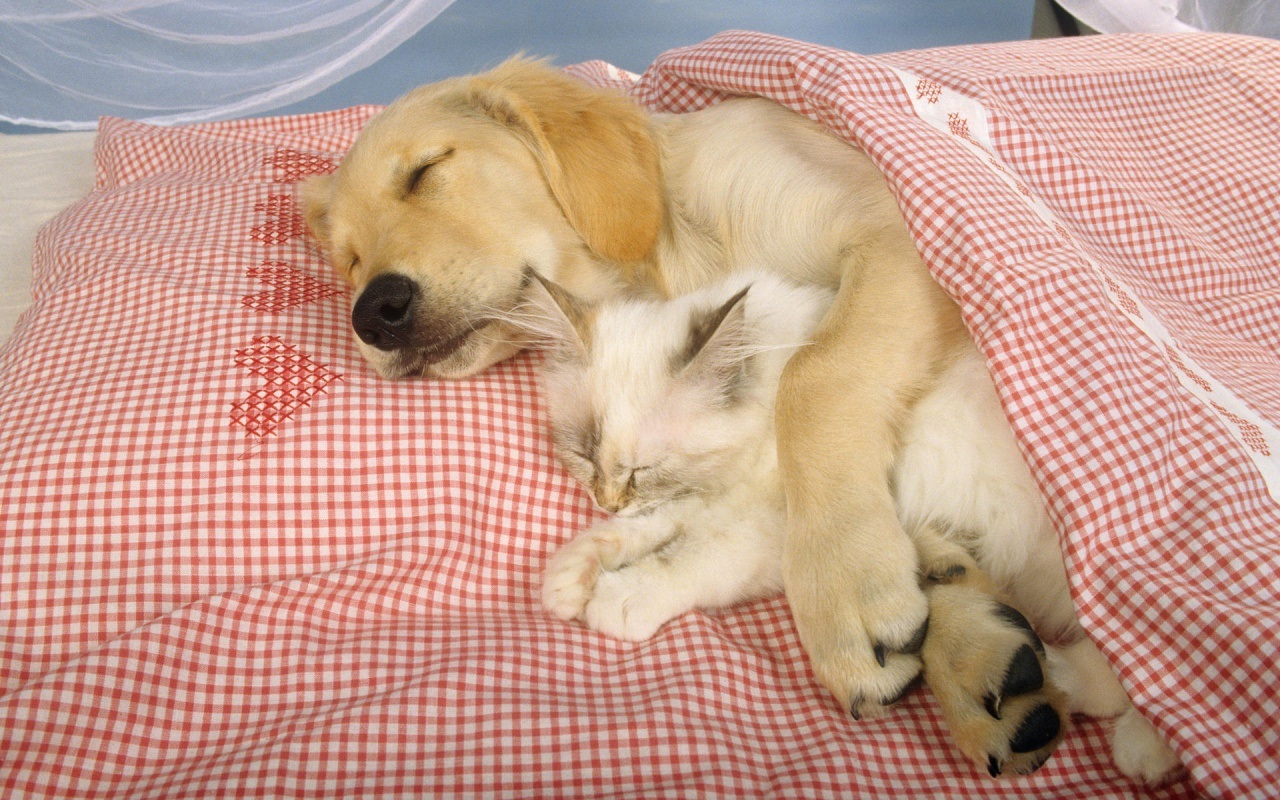 A dog and a kitten sleeping together.