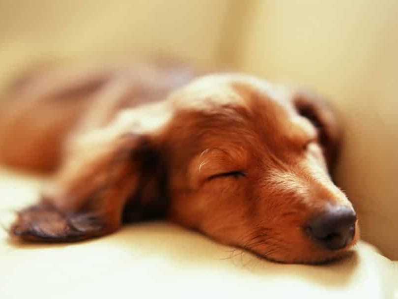 A sleeping dog.