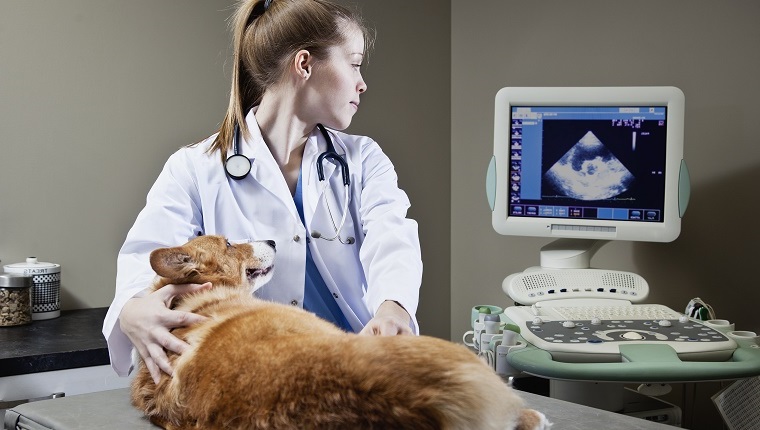 A dog being examined by a vet.