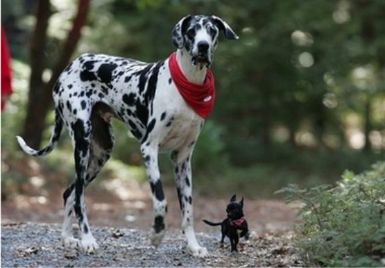 A Great Dane and a small dog running side by side.