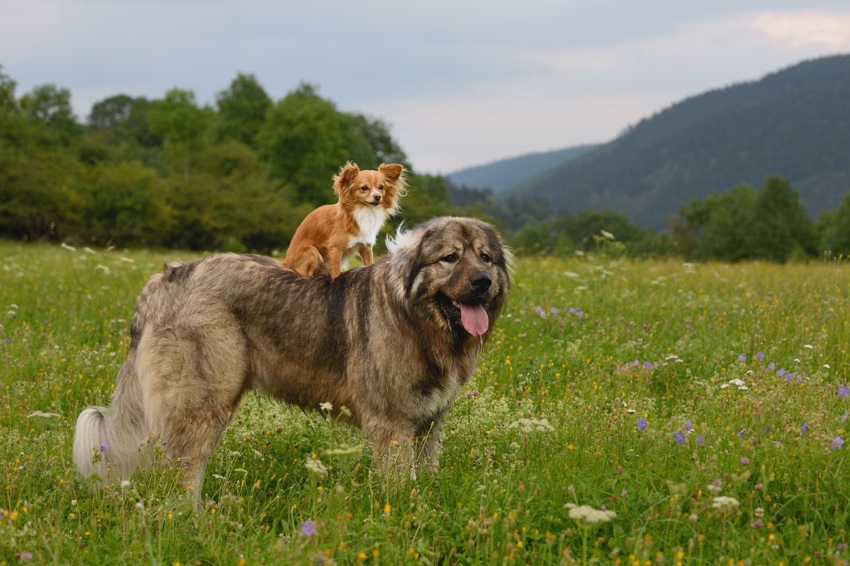 A small dog standing on top of a big dog.