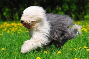 pet hair | Uses for Dog Hair