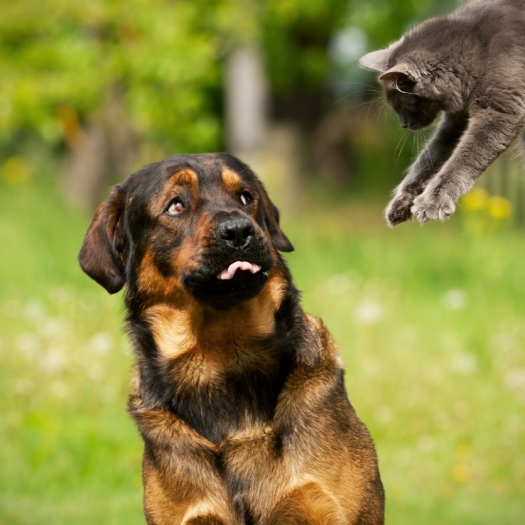 german shepherds | canine aggression