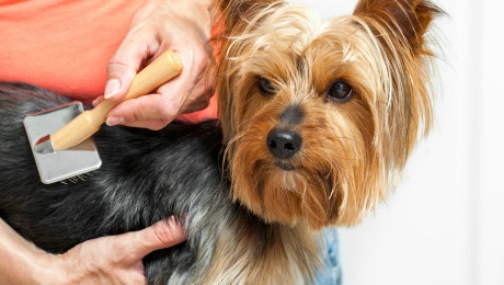 Brushing a dog.