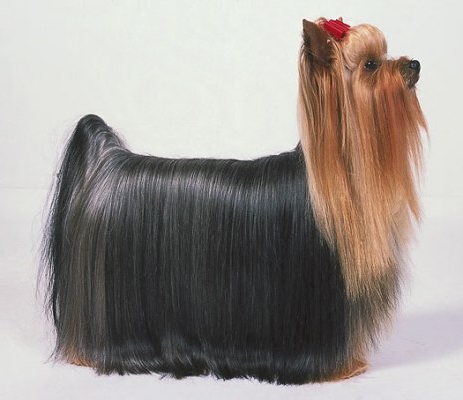 top coat | dog hair