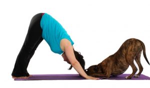 senior dogs | how much exercise | Workout You Can do with Your Pooch |
Dog Exercise Routine