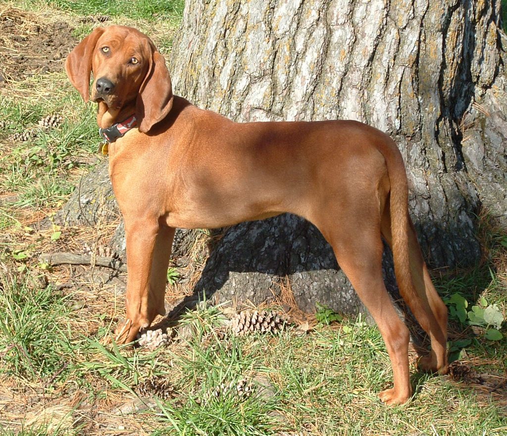 Brown Coonhound.
