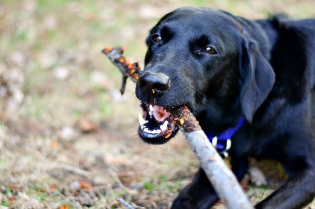 excessive chewing dog | dog chewing | relieve anxiety