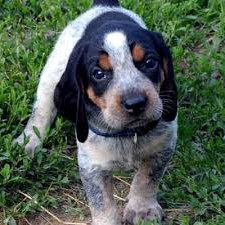 Coonhound puppy.