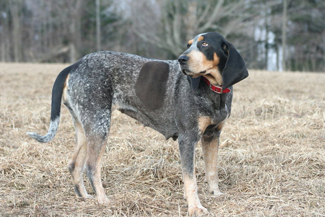 Coonhound.