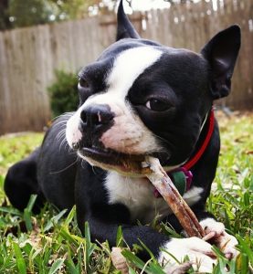 Dog with edible chew.