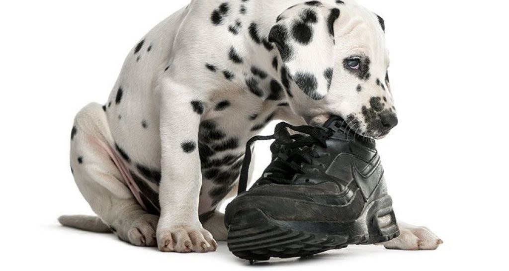 dogs love | periods of time | excessive chewing in dogs
