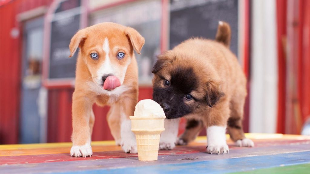 what sweets can dogs eat