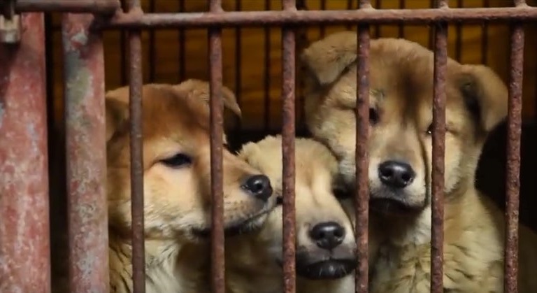 Three puppies in a cage.
