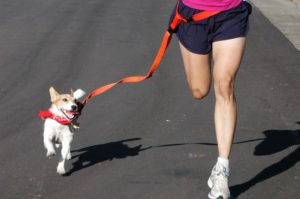 run alongside | doga class | dogs love | how to exercise your dog | Starting an Exercise Routine with Your Dog | dog off leash