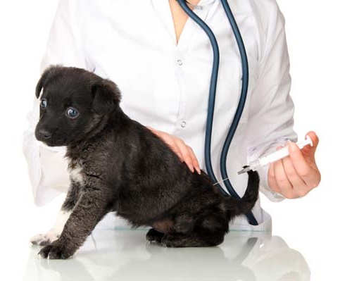 Managing your dog's diabetes