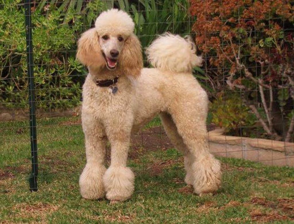 intelligent dog breeds | pet health insurance | french poodle