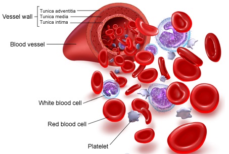 red blood cells | bloodwork for dogs | lab tests | blood tests | immature red blood cells