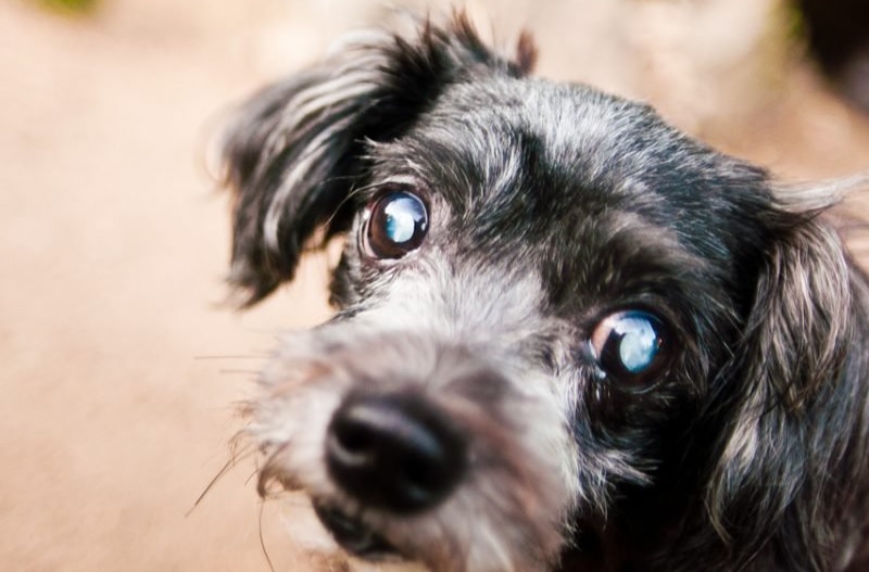 how to help a dog with cataracts
| beginning dog cataracts
