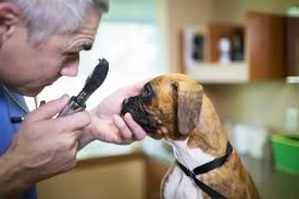 anti inflammatory eye drops |
How to care for your dog’s cataract | how to prevent cataracts in dogs
