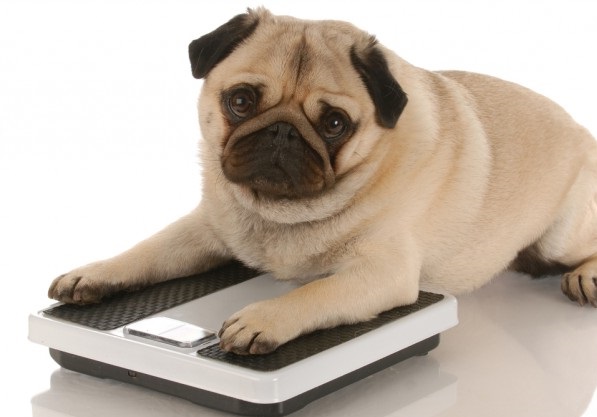 how to prevent diabetes in dogs |