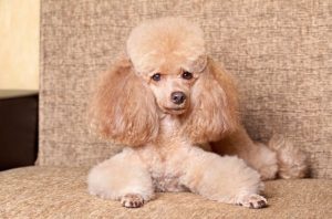 Poodle.
