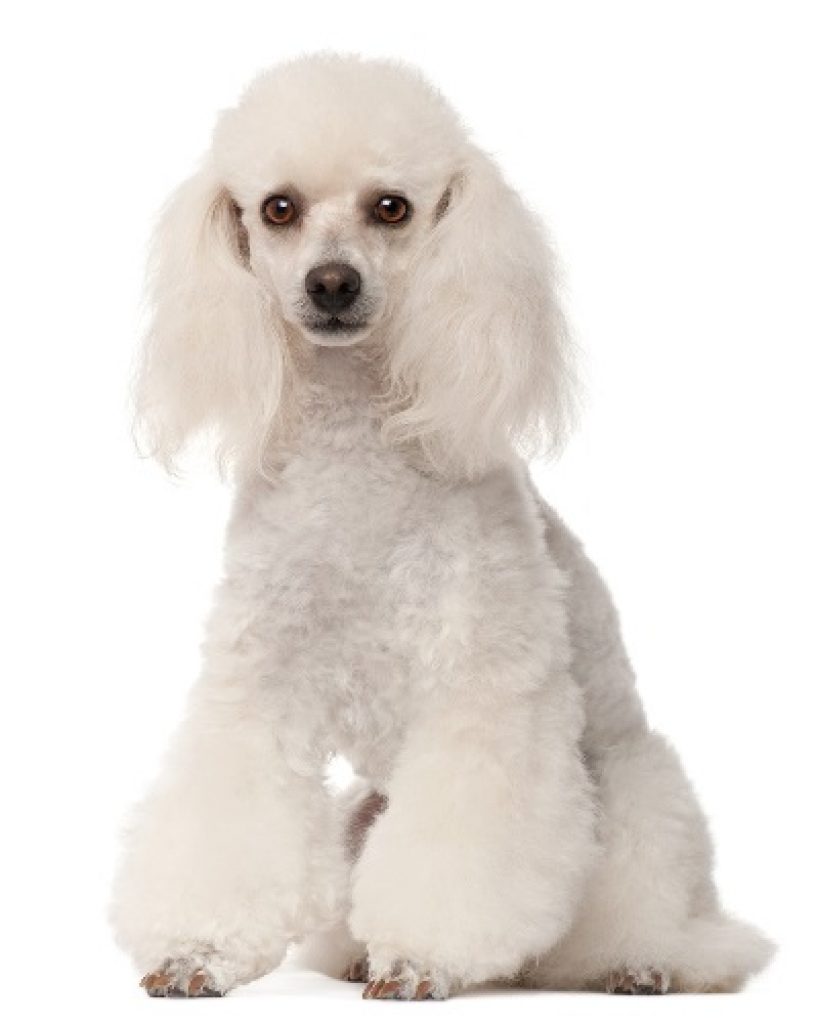 most intelligent dog breeds | purebred dogs | dog ownership | dog’s health | obedience training | dog’s life | real dogs | shedding hair | thigh bone | dog shows
